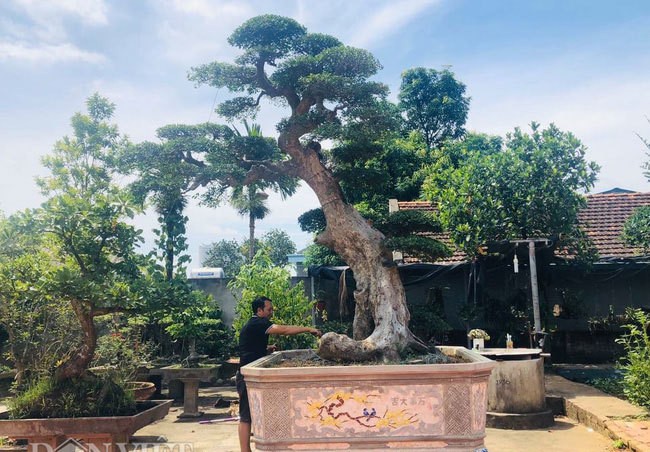 Ông thợ mộc mua cây duối cổ 400 tuổi giá 2 triệu, giờ khách trả 3 tỷ không bán Ong tho moc mua cay duoi co 400 tuoi gia 2 trieu, gio khach tra 3 ty khong ban