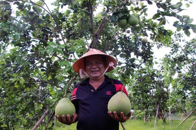 Buoi la xuat hien o mien Tay, chua duoc phep da trong hang loat-Hinh-7