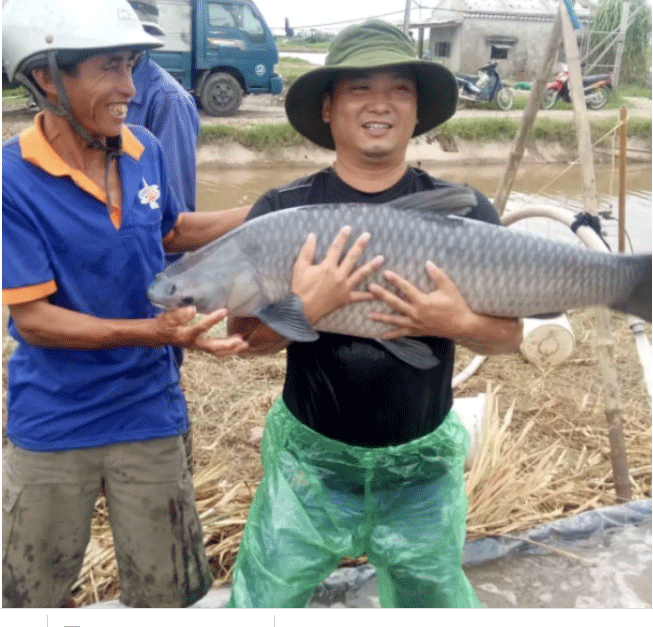 Ao ca tram khong lo o Nam Dinh, ong chu thu deu 7 ty/nam-Hinh-2