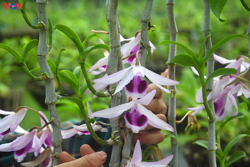 'Dot nhap' vuon lan rung quy nhu kho bau cua 'lao nong' o Dong La-Hinh-13