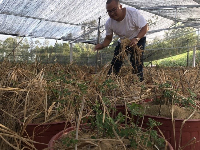 Thu moc hoang bo bui bong 'len doi', o Viet Nam co nguoi kiem tien ty-Hinh-6