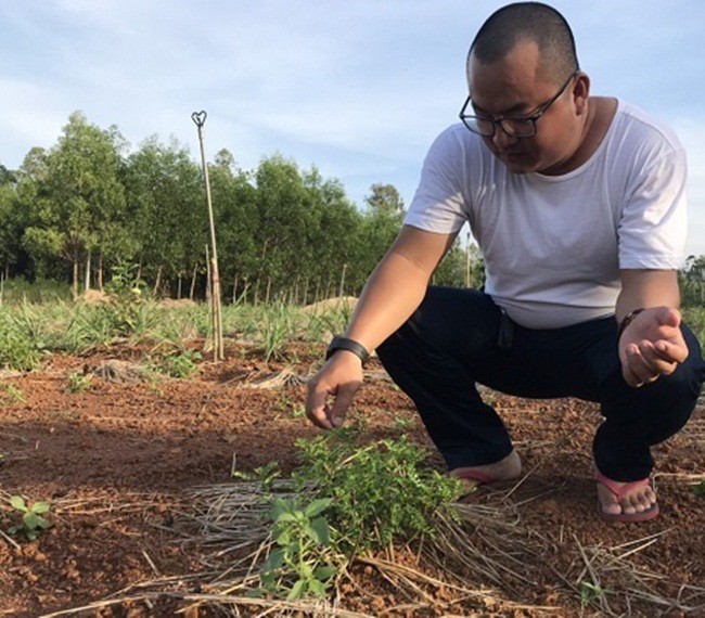 Thu moc hoang bo bui bong 'len doi', o Viet Nam co nguoi kiem tien ty-Hinh-8