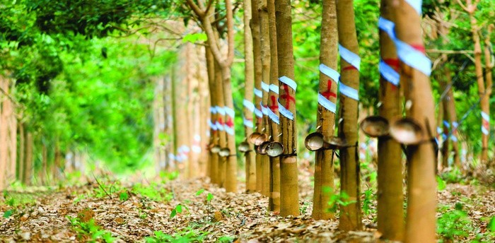 Bau Duc van dau dau voi ganh no cua Hoang Anh Gia Lai