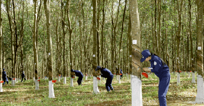 Cao su Hoa Binh len ke hoach cho lai truoc thue quy 4 giam den phan nua