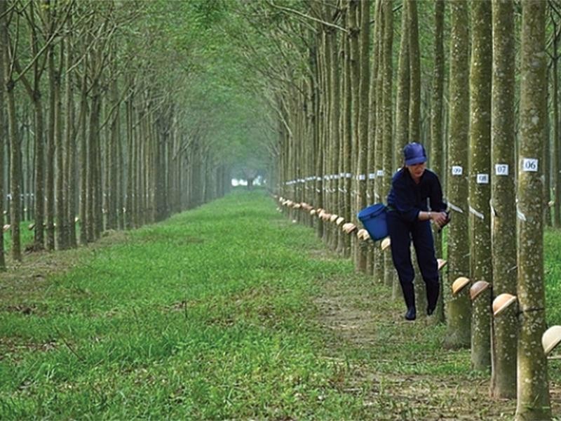 Cao su Phuoc Hoa bao lai quy 4 dot bien nho tien den bu KCN Nam Tan Uyen