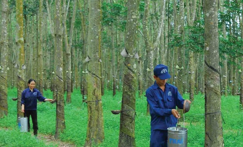 Cao su Tay Ninh de ke hoach lai di lui 50% trong nam 2021