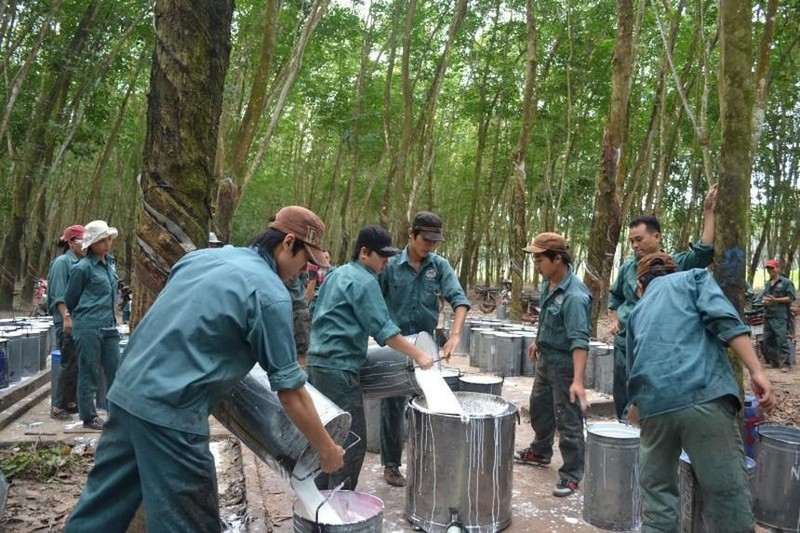 Cao Su Da Nang du chi gan 60 ty dong tra co tuc cho co dong