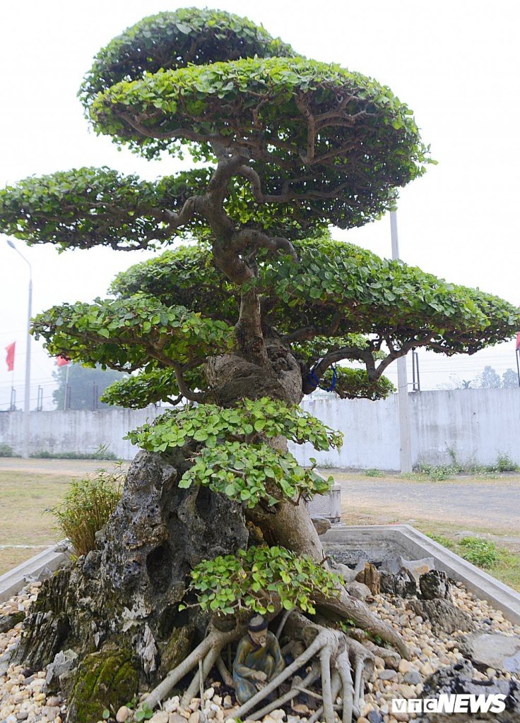 Choang vang goc cay thoi xua bo di, nay dat hon vang-Hinh-7