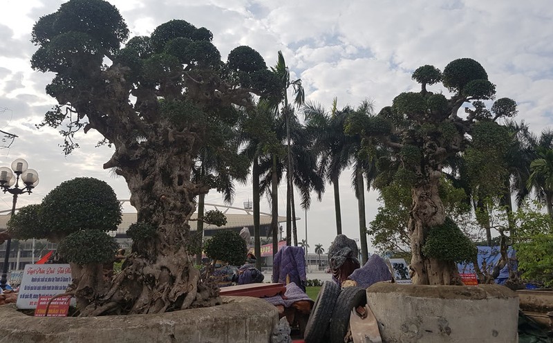 Choang vang goc cay thoi xua bo di, nay dat hon vang-Hinh-8