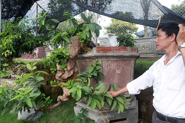 Oi bonsai doc nhat vo nhi gia tien ty khien dai gia Viet me man-Hinh-11