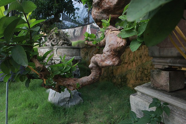 Oi bonsai doc nhat vo nhi gia tien ty khien dai gia Viet me man-Hinh-14