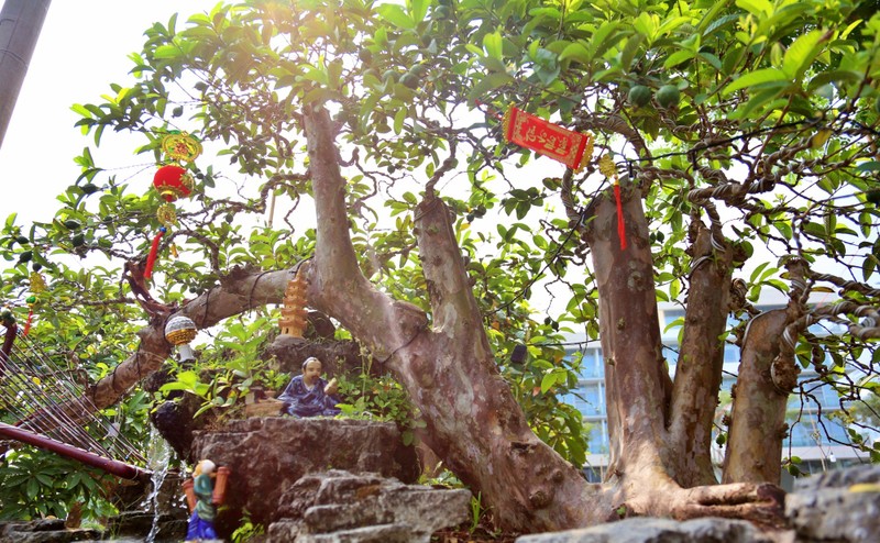 Oi bonsai doc nhat vo nhi gia tien ty khien dai gia Viet me man-Hinh-3