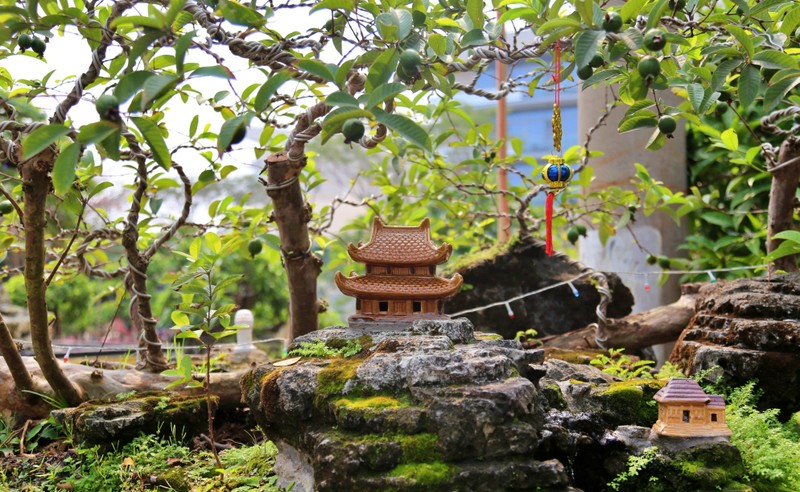 Oi bonsai doc nhat vo nhi gia tien ty khien dai gia Viet me man-Hinh-5