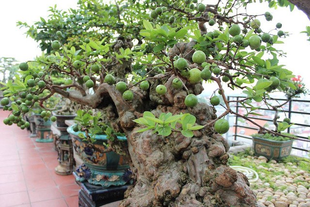 Oi bonsai doc nhat vo nhi gia tien ty khien dai gia Viet me man-Hinh-9