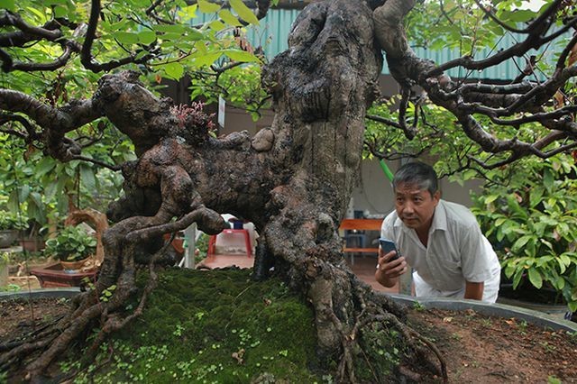 Dai gia Viet xuong tien ty mua bonsai khe-Hinh-10