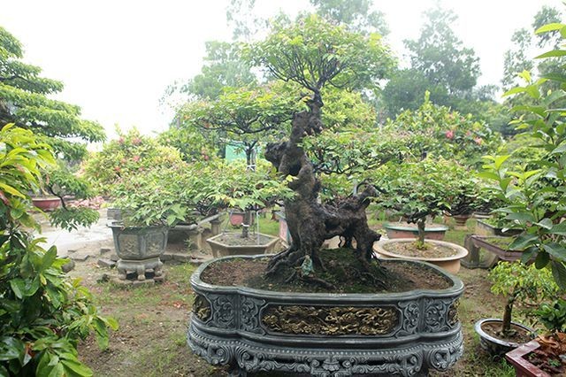 Dai gia Viet xuong tien ty mua bonsai khe-Hinh-9