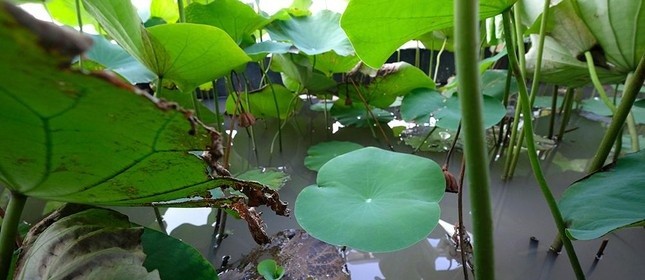 Me man ho sen 'lung chung troi' giua Ha Noi-Hinh-10