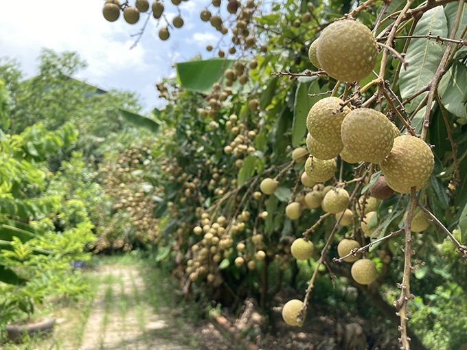 Ngoi nha ngap tran cay trai cua nghe si Giang Coi-Hinh-5