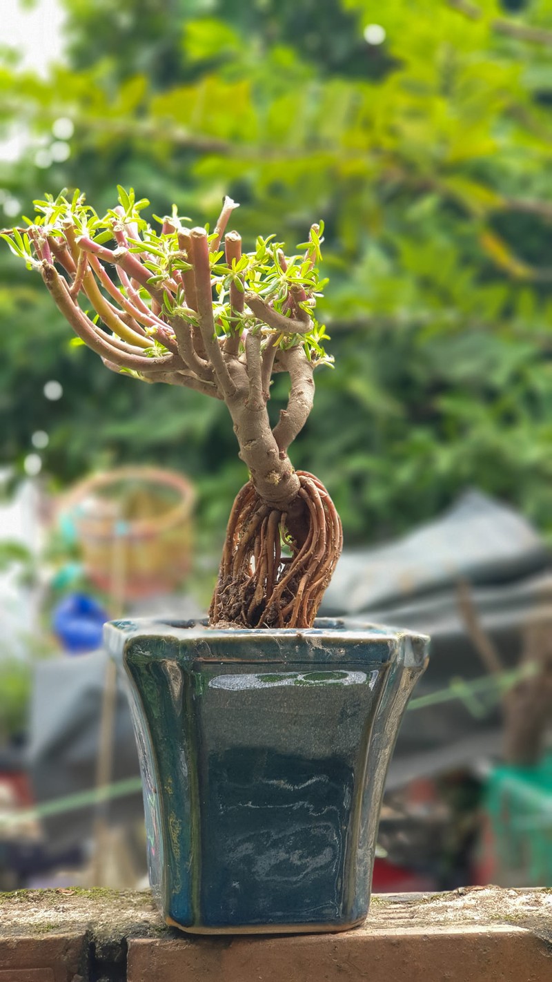 Hoa muoi gio len chau bonsai co gia nua trieu dong/cay