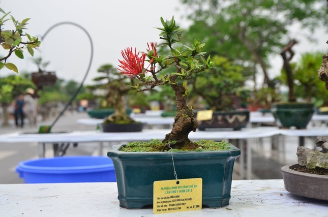 Nhung chau bonsai ti hon nhung tri gia ca tram trieu dong-Hinh-11