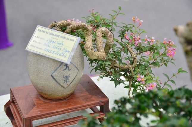 Nhung chau bonsai ti hon nhung tri gia ca tram trieu dong-Hinh-2