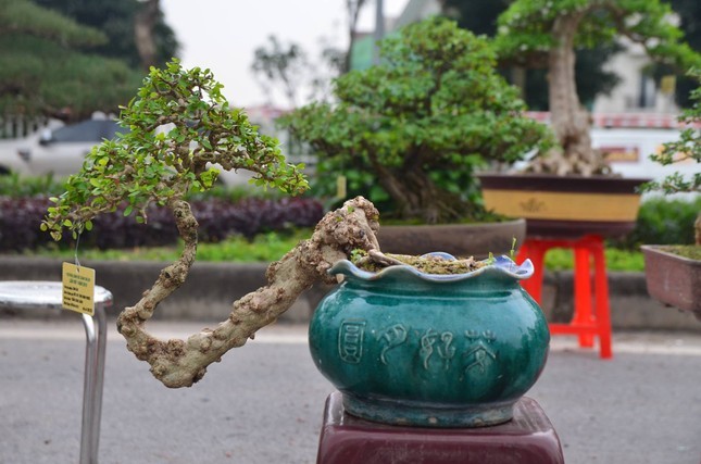 Nhung chau bonsai ti hon nhung tri gia ca tram trieu dong-Hinh-3