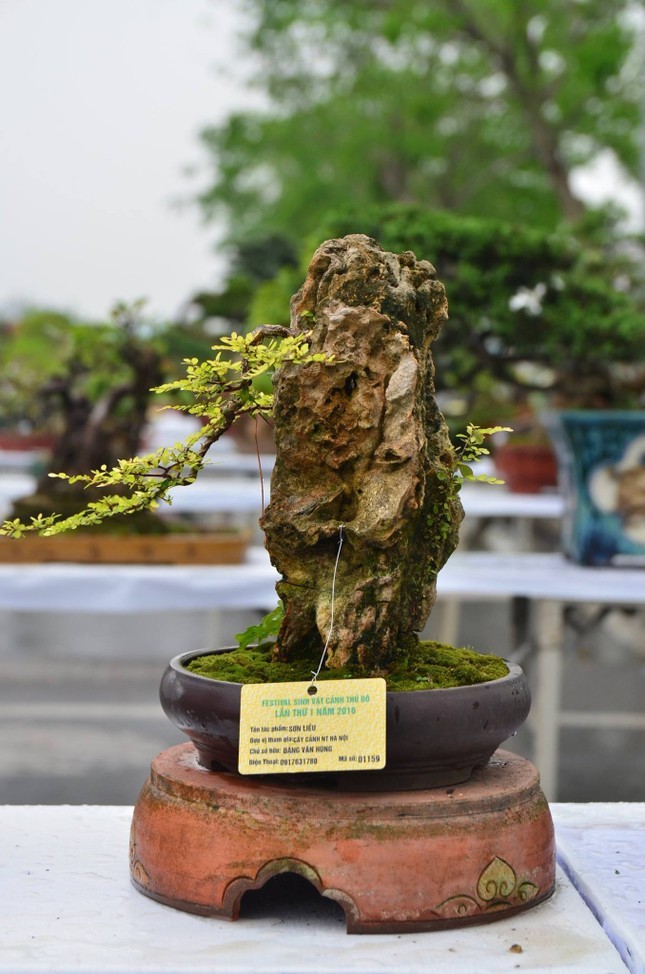 Nhung chau bonsai ti hon nhung tri gia ca tram trieu dong-Hinh-5