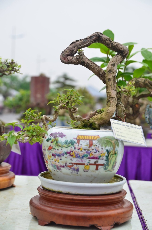 Nhung chau bonsai ti hon nhung tri gia ca tram trieu dong-Hinh-6