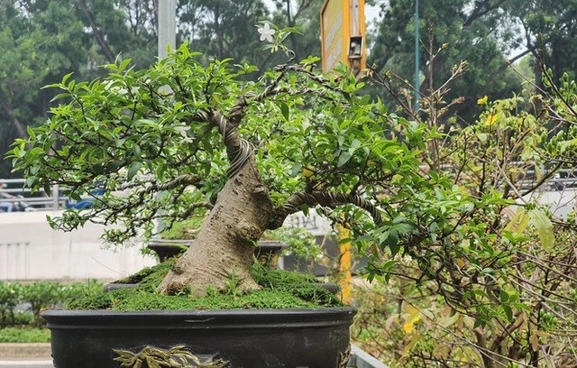 Nhung chau bonsai ti hon nhung tri gia ca tram trieu dong-Hinh-7