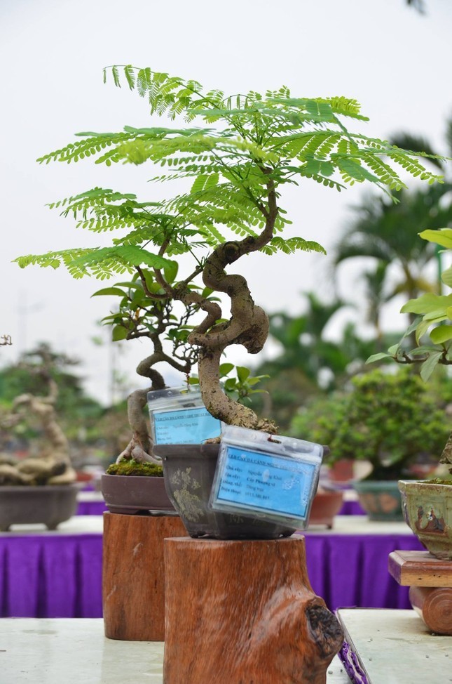 Nhung chau bonsai ti hon nhung tri gia ca tram trieu dong-Hinh-9