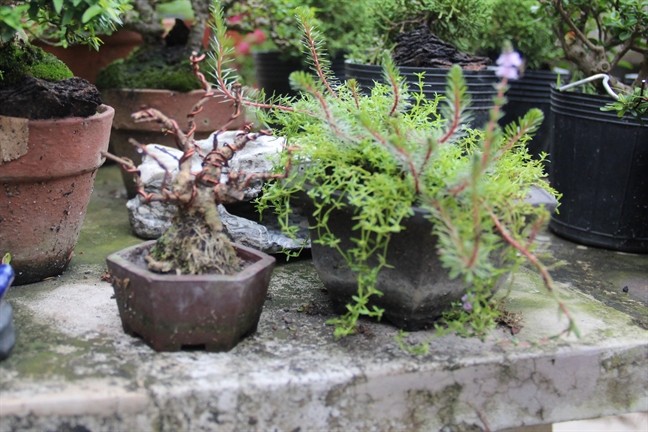 Nhung chau bonsai ti hon nhung tri gia ca tram trieu dong