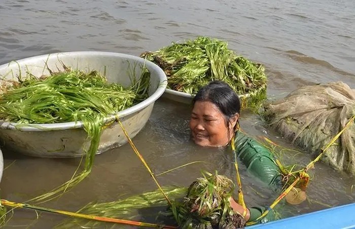 3 loai co dai nay la 'kho vang' cua nong dan-Hinh-4