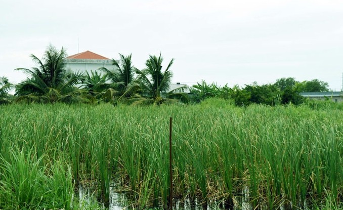 3 loai co dai nay la 'kho vang' cua nong dan-Hinh-5