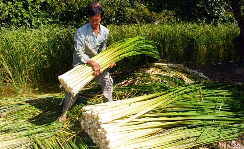 3 loai co dai nay la 'kho vang' cua nong dan-Hinh-6