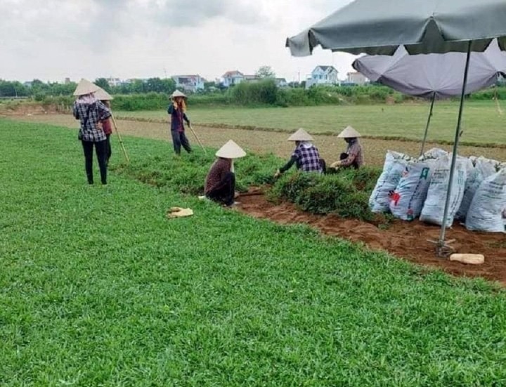 3 loai co dai nay la 'kho vang' cua nong dan-Hinh-8