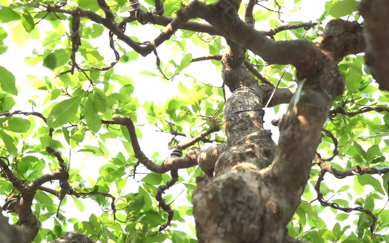 Can canh cay loc vung 'ngu phuc' tien ty o Ha Noi-Hinh-10