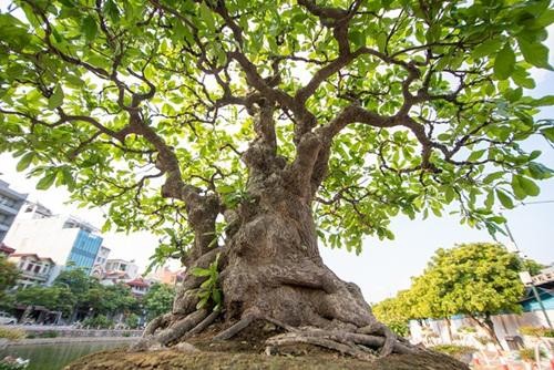 Can canh cay loc vung 'ngu phuc' tien ty o Ha Noi-Hinh-2