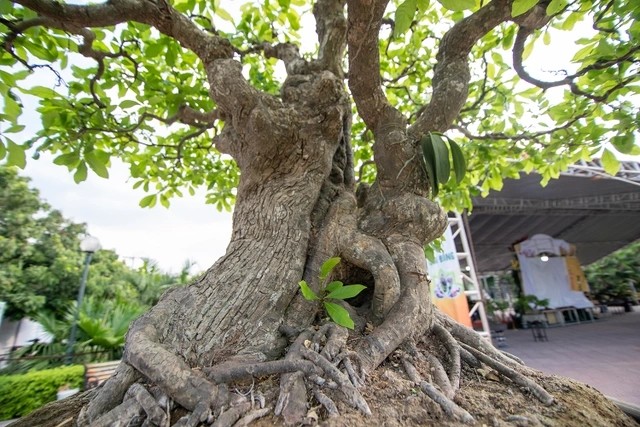 Can canh cay loc vung 'ngu phuc' tien ty o Ha Noi-Hinh-3