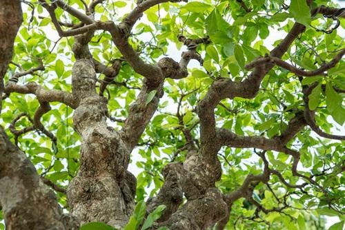 Can canh cay loc vung 'ngu phuc' tien ty o Ha Noi-Hinh-4