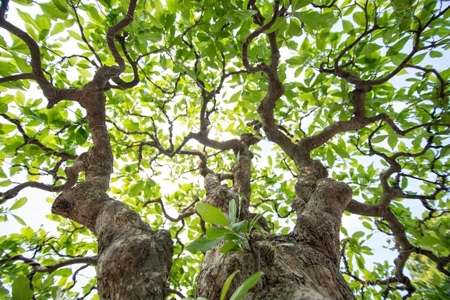 Can canh cay loc vung 'ngu phuc' tien ty o Ha Noi-Hinh-7