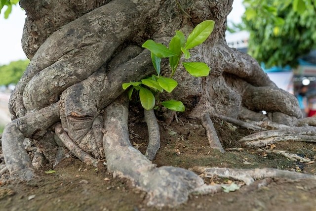 Can canh cay loc vung 'ngu phuc' tien ty o Ha Noi-Hinh-8