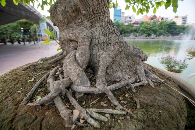 Can canh cay loc vung 'ngu phuc' tien ty o Ha Noi-Hinh-9