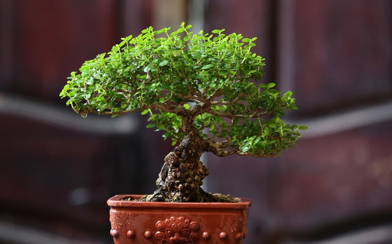 Loat co dai duoc bien thanh nhung chau bonsai day nghe thuat-Hinh-3