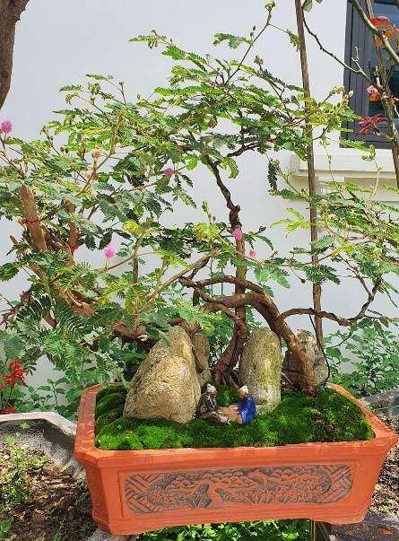 Loat co dai duoc bien thanh nhung chau bonsai day nghe thuat-Hinh-4