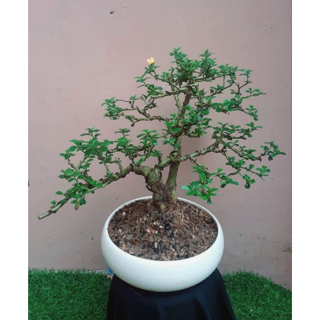 Loat co dai duoc bien thanh nhung chau bonsai day nghe thuat-Hinh-6