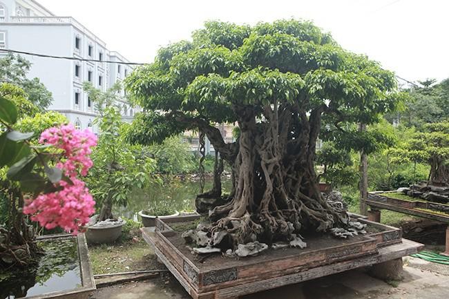 Cay sanh co vai tram nam, dai gia tra 100 cay vang khong ban-Hinh-2