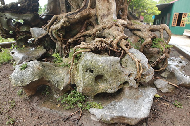 Cay sanh co vai tram nam, dai gia tra 100 cay vang khong ban-Hinh-9