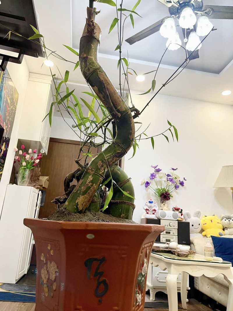 Lai xuat hien trao luu tre bonsai sieu doc choi Tet-Hinh-2