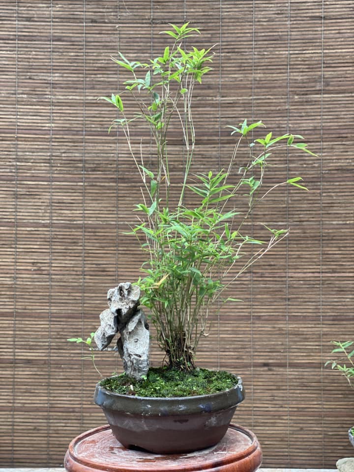 Lai xuat hien trao luu tre bonsai sieu doc choi Tet-Hinh-3