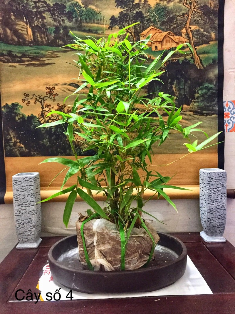 Lai xuat hien trao luu tre bonsai sieu doc choi Tet-Hinh-4